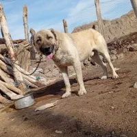 سگ‌ سراب عالی نر