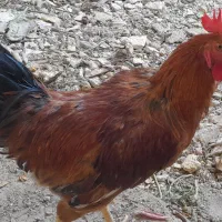 خروس جوان وسرحال