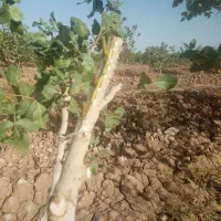پیوندزنی حرفه ای