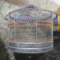 سهره خاکی نر جوجه امسال
