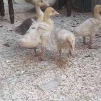 فروش غاز واردک