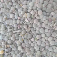 عدس تازه محلی خوش پخت