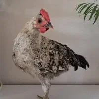خروس زیبا مهربان و دستی