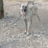 سگ سرابی