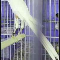 قناری رسمی بلند