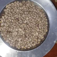 لوبیاارتشی ماا امساله