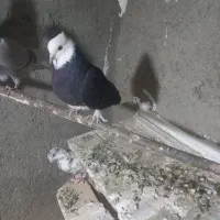 کبوتر شازده