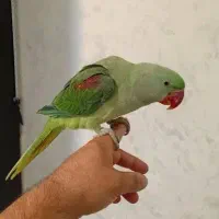 شاه طوطی نر سالم با لوازم کامل