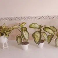 گل فروشی دیفن