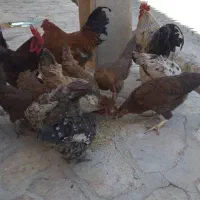 فروش ۱۲قطعه مرغ و خروس و۸قطعه جوجه