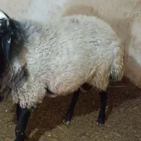 قوچ شال (بره رومن رومانوف بز )