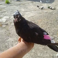 کفتر دستی