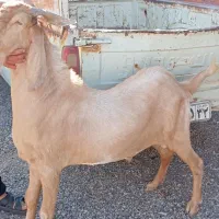 نر بز پاکستانی کاموری .تکه جوان دو دندان