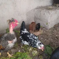 یک عددخروس گلین چهل تاج