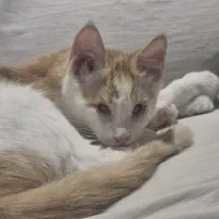 گربه نابینا