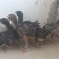 جوجه لاری اصیل