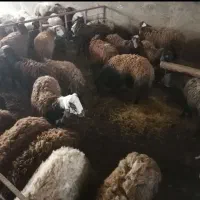 اجاره قلعه برای گوسفند