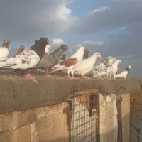۰کبوتر پرشی کبوتر شاندیز
