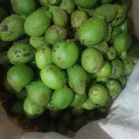 چغاله گردو تازه