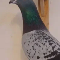 کبوتر و قفس