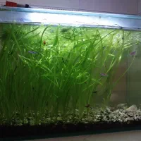 اکواریوم فول پلنت با ماهیو میگو و ال ای دی