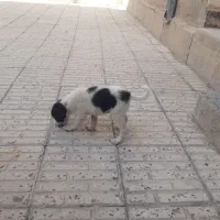 واگذاری توله سگ
