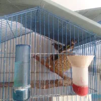 سره قناری.سره وقناری .سیمرغ
