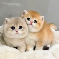 شهر گربه خاص بامزه ( بریتیش پرشین اسکاتیش )