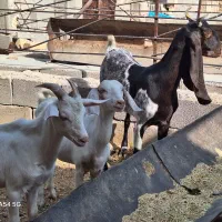 کوالار بز سانن و پاکستانی کامورانی اصل ابستن