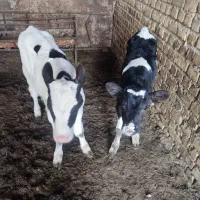 گوساله نر  باخرز