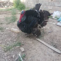 بوقلمون نروماده