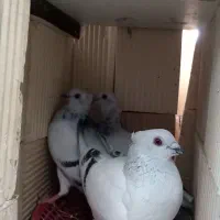 کبوتر شامی