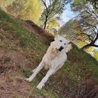 سگ گله