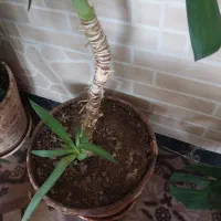 گل سبز و زیبا