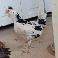 مرغ گلین