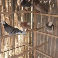 کبوتر شازده