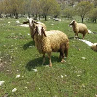 ۱ راس  میش  سنجابی  اصل
