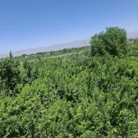 باغچه-700متری