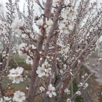 زمین-ویلایی