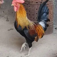 تخم نطفه دار گلین لری قلم سبز