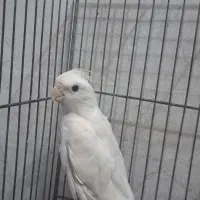 طوطی عروس