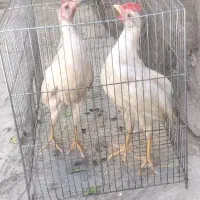 جوجه خروس
