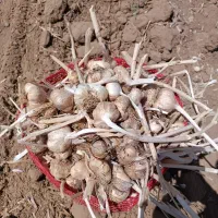 سیر ( همدان )