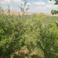 باغ-در-روستای-سر-سبز-ایوند