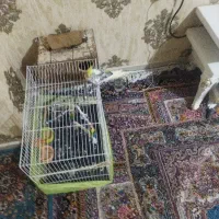 عروس هلندی نر وماده