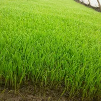 بوته برای نشاکردن