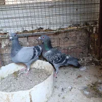 کبوتر پرشی