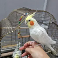 عروس هلندی نر