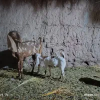 گوسفند بز کهره