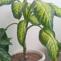 دیفن باخیا